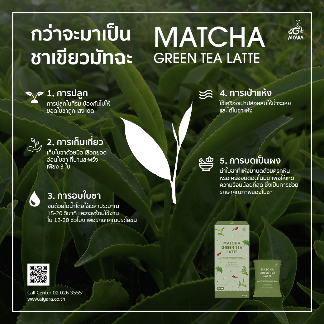 (Thai) กว่าจะมาเป็นชาเขียวมัทฉะ!!